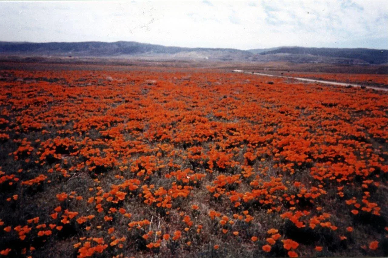 Field of orange California poppies stretching toward distant hills